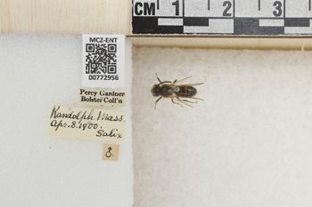 Media type: image;   Entomology 772956 Aspect: Labels